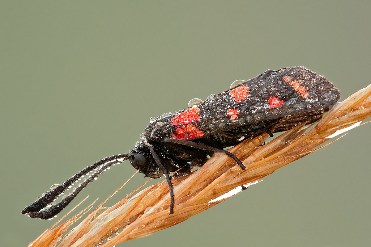 Zygaena da determinare